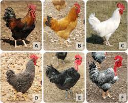 Chicken